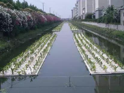 黑臭河道治理该注意什么有哪些难点？